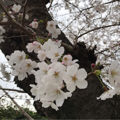 春うらら/桜/桜 お花見 職場の桜🌸
満開とまではいきませんが🌸🌸…(2枚目)