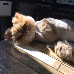 ペルシャチンチラ/ペルシャ猫/日向ぼっこ/日向ぼっこ大好き/cat/LIMIAペット同好会/... なるとくん。
テーブルの上で日向ぼっこ!…(2枚目)