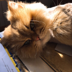 ペルシャチンチラ/ペルシャ猫/日向ぼっこ/日向ぼっこ大好き/cat/LIMIAペット同好会/... なるとくん。
テーブルの上で日向ぼっこ!…(1枚目)