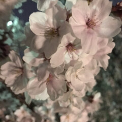 夜桜/春のフォト投稿キャンペーン/LIMIAおでかけ部/フォロー大歓迎/おでかけ/風景 家族3人で大和郡山城のお城まつりで夜桜🌸…(1枚目)