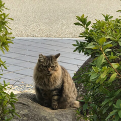 「姫路城に旅行中、沢山の猫ちゃんに出会いま…」(4枚目)