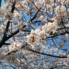 春が来た/春色/風景写真/晴天/青空/春の花/... 三女の小学校の桜です。
空の青と桜のピン…(3枚目)