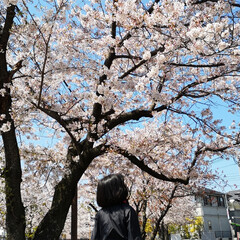 春が来た/春色/風景写真/晴天/青空/春の花/... 三女の小学校の桜です。
空の青と桜のピン…(2枚目)