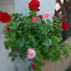 プランター/母の日/バラ/ガーデニング 先日
アップした蕾のバラが
咲いてました…(1枚目)
