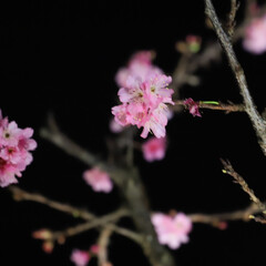おでかけ/風景 今年1番桜！(1枚目)
