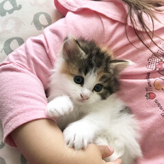 LIMIAペット同好会/ペット/猫/にゃんこ同好会/旅行/DIY/... 2歳の娘と一緒に今からお昼寝かな💤
す…