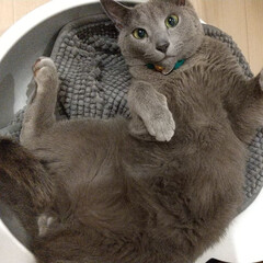 猫/ねこ鍋/ロシアンブルー レオ(ФωФ)君、ねこ鍋の中でごろごろ。…(1枚目)