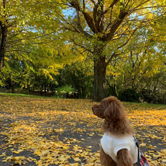 紅葉/紅葉特集 近くの公園に紅葉を見に行きました。
ソル…(4枚目)