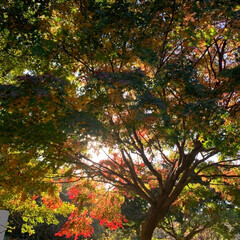 紅葉/紅葉特集 近くの公園に紅葉を見に行きました。
ソル…(3枚目)