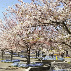 トイプードル部/トイプードル/春のフォト投稿キャンペーン/LIMIAペット同好会/わんこ同好会/風景/... まだこんなに桜が🌸🌸
綺麗な公園見～つけた(3枚目)