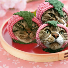 猫用雑貨/猫用帽子/かぎ針編み/LIMIAペット同好会/フォロー大歓迎/ペット/... 猫用『桜餅帽子』編みました🌸

こちらを…(4枚目)