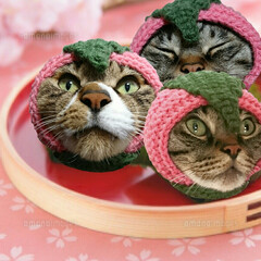 猫用雑貨/猫用帽子/かぎ針編み/LIMIAペット同好会/フォロー大歓迎/ペット/... 猫用『桜餅帽子』編みました🌸

こちらを…(2枚目)