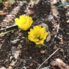 何の花？/黄色い花/お庭の花/小さい春 色合いの無かった庭先に可愛い黄色を発見し…(1枚目)