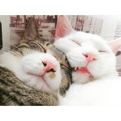 なかよし/兄弟/保護猫出身/元保護猫/保護猫/ねんね/... 安心出来るパートナーが居るって良いよね～…(2枚目)