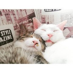 なかよし/兄弟/保護猫出身/元保護猫/保護猫/ねんね/... 安心出来るパートナーが居るって良いよね～…(1枚目)