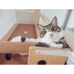 保護猫出身/にゃんこ同好会/猫/ねこ/キャットウォーク/キャットタワー/...
まったり金曜日😽😽
私は先週から股関…