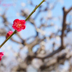 フォト/写真/小さい春/LIMIAおでかけ部/フォロー大歓迎/はじめてフォト投稿/... 青に映えるピンクの小さいお花が
かわいい…(4枚目)