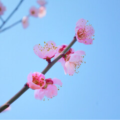 フォト/写真/小さい春/LIMIAおでかけ部/フォロー大歓迎/はじめてフォト投稿/... 青に映えるピンクの小さいお花が
かわいい…(2枚目)