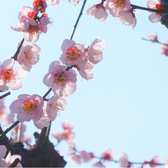 フォト/写真/小さい春/LIMIAおでかけ部/フォロー大歓迎/はじめてフォト投稿/... 青に映えるピンクの小さいお花が
かわいい…(3枚目)