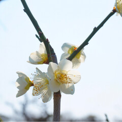 フォト/写真/小さい春/LIMIAおでかけ部/フォロー大歓迎/はじめてフォト投稿/... 青に映えるピンクの小さいお花が
かわいい…(6枚目)