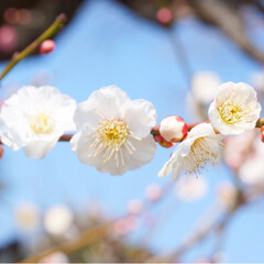 フォト/写真/小さい春/LIMIAおでかけ部/フォロー大歓迎/はじめてフォト投稿/... 青に映えるピンクの小さいお花が
かわいい…(7枚目)