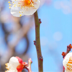 フォト/写真/小さい春/LIMIAおでかけ部/フォロー大歓迎/はじめてフォト投稿/... 青に映えるピンクの小さいお花が
かわいい…(8枚目)