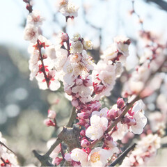 フォト/写真/小さい春/LIMIAおでかけ部/フォロー大歓迎/はじめてフォト投稿/... 青に映えるピンクの小さいお花が
かわいい…(10枚目)