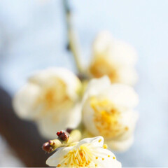フォト/写真/小さい春/LIMIAおでかけ部/フォロー大歓迎/はじめてフォト投稿/... 青に映えるピンクの小さいお花が
かわいい…(5枚目)