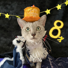 cat/LIMIAペット同好会/猫 8月15日。
今日はミロの誕生日です💖
…(4枚目)