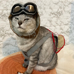 ハンドメイド/パイロット帽/猫/LIMIAペット同好会/cat 「飛ばねぇ猫は　ただの猫にゃ」
空の男、…(1枚目)