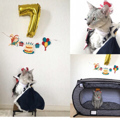 誕生日/オーサムストア/猫/にゃんこ同好会/わたしのお盆 8月15日で
ミロが7歳になりました！
…(2枚目)