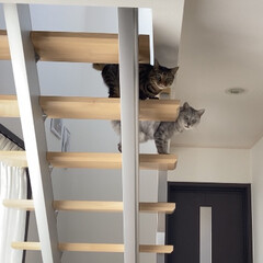 デザイン階段/cat/猫/LIMIAペット同好会/階段/廊下 イベントに参加。
我が家の「デザイン階段…(2枚目)