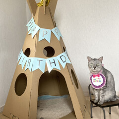 cat/猫/LIMIAペット同好会/誕生日プレゼント/誕生日/ティピーテント/... 昨日はミロの9歳のお誕生日でした。

誕…(6枚目)