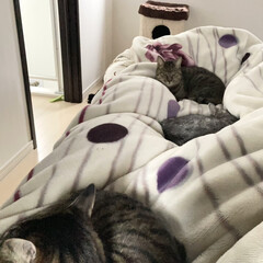 ポカポカ/寒い/添い寝/猫/LIMIAペット同好会/寒さ対策 寒い夜は猫たちが添い寝してくれるのでポカ…(1枚目)