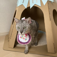 cat/猫/LIMIAペット同好会/誕生日プレゼント/誕生日/ティピーテント/... 昨日はミロの9歳のお誕生日でした。

誕…(7枚目)