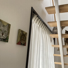 デザイン階段/cat/猫/LIMIAペット同好会/階段/廊下 イベントに参加。
我が家の「デザイン階段…(3枚目)