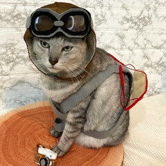ハンドメイド/パイロット帽/猫/LIMIAペット同好会/cat 「飛ばねぇ猫は　ただの猫にゃ」
空の男、…(2枚目)