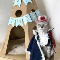 cat/猫/LIMIAペット同好会/誕生日プレゼント/誕生日/ティピーテント/... 昨日はミロの9歳のお誕生日でした。

誕…(8枚目)