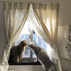 おはよう/猫のいる暮らし/窓辺/猫/LIMIAペット同好会 「おはよう〜」
ちゅ！
(1枚目)
