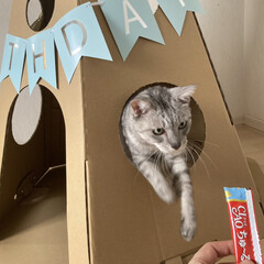 cat/猫/LIMIAペット同好会/誕生日プレゼント/誕生日/ティピーテント/... 昨日はミロの9歳のお誕生日でした。

誕…(9枚目)