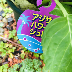 秋色紫陽花/ハワイアンジュピター/紫陽花 近所の園芸店で、ハワイアンジュピターとい…(4枚目)
