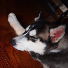 ハスキー/犬/子犬/赤ちゃん/おやすみショット/大型犬 赤ちゃんのときの寝顔写真♡
くまどりが可…(1枚目)
