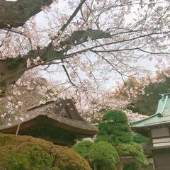 桜/鎌倉/春の一枚 鎌倉のソメイヨシノはもうすぐ満開です♡(1枚目)