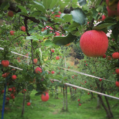 りんご/家族旅行/フォロー大歓迎/旅行/秋/風景/... 秋田のりんご畑🍎こちらも数年前の写真です…(1枚目)