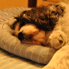 いつも一緒/キャバリア/シニア犬/ペット/犬 ぐっすり寝ているところを、1枚撮りました…(1枚目)