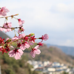 おでかけ/風景/春の一枚 早咲きの桜🌸(3枚目)