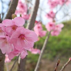 おでかけ/風景/春の一枚 早咲きの桜🌸(1枚目)