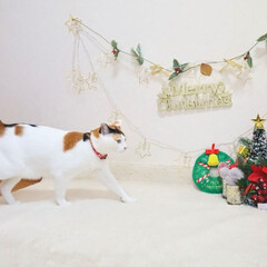 クリスマス/ダイソー/クリスマスツリー ダイソーのツリーやランプでクリスマス仕様…(1枚目)