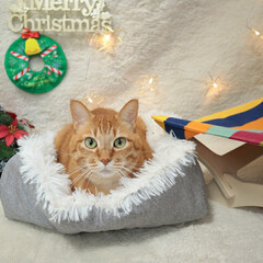 Catoneer キャットハンモック 猫ベッド キャットベッド 猫用品 ねこ ネコ 木製 ペット(その他ペット用品、生き物)を使ったクチコミ「happy Christmas❤️
素敵…」(1枚目)
