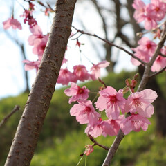 おでかけ/風景/春の一枚 早咲きの桜🌸(2枚目)